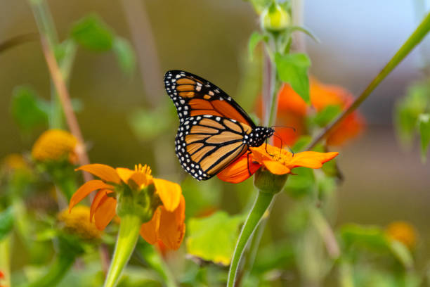 istock Butterfly-orange flower-Howard County Indiana 1715688424