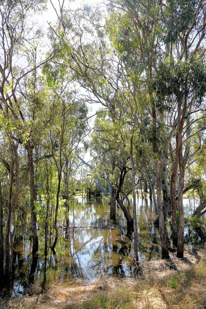 istock Lower Moira, Victoria, Australia 1715688458