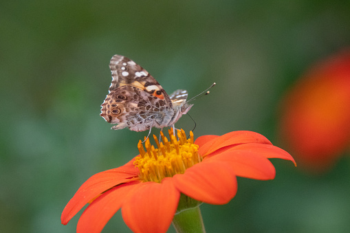 Butterfly-Painted Lady Butterfly- Orange flower flower-Howard County Indiana