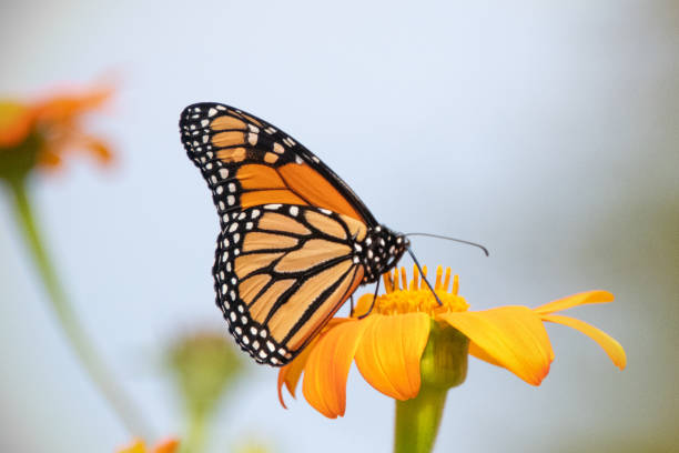 istock Butterfly-orange flower-Howard County Indiana 1715688483