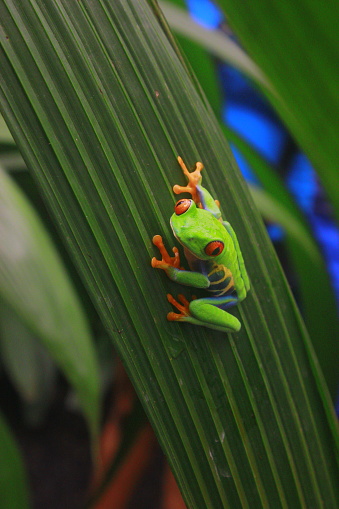 Red Eye Tree frog gets ready to jump