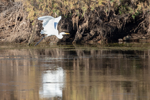 White Egret flying over Salt River near Mesa Arizona United States