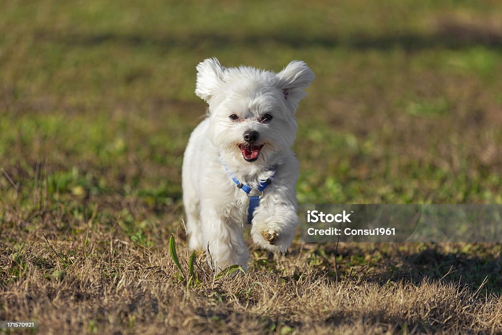 Feliz, cachorro - Foto de stock de Perro maltés libre de derechos