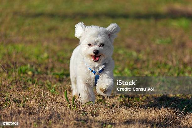 Feliz Cachorro Foto de stock y más banco de imágenes de Perro maltés - Perro maltés, Aire libre, Alegre