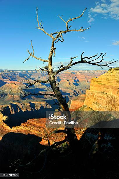 Photo libre de droit de Arbre Sec Du Grand Canyon En Arizona Étatsunis banque d'images et plus d'images libres de droit de Arbre - Arbre, Arizona, Au bord de