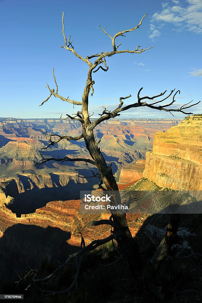 Árvore seca no Grand Canyon Arizona USA - Royalty-free Anoitecer Foto de stock