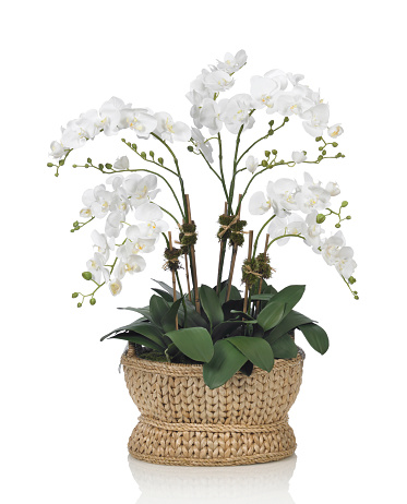 A beautiful large white Phalaenopsis orchid in a basket. Shot against a bright white background. There is a path which may be used to delete the reflection if desired. Extremely high quality faux flowers.