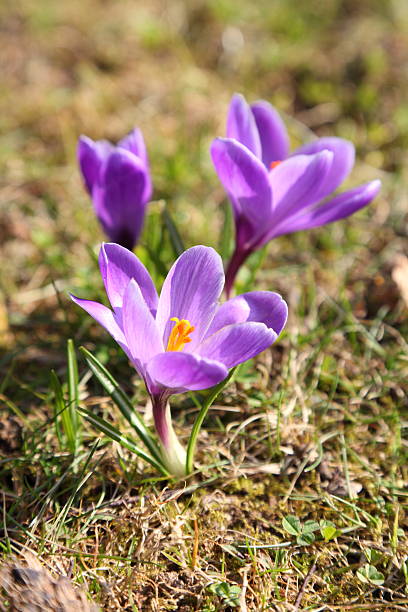 istock springtime with purple blooming crocus longiflorus on green meadow 171571001