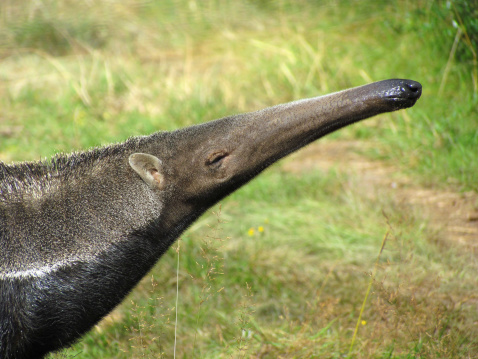 detail of an anteater