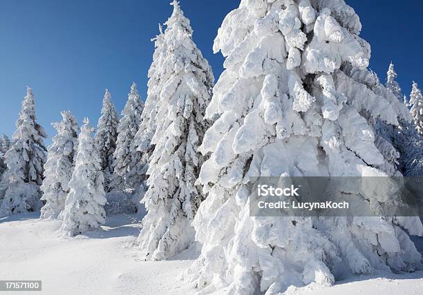Bäume Im Schnee Bedeckt Stockfoto und mehr Bilder von Alpen - Alpen, Baum, Blau