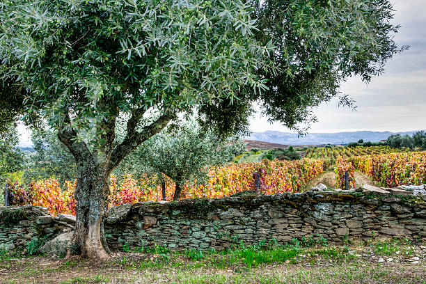 An idyllic scene of an olive tree next to a stone fence with a colorful autumn vineyard in the background. Douro Valley, Portugal.