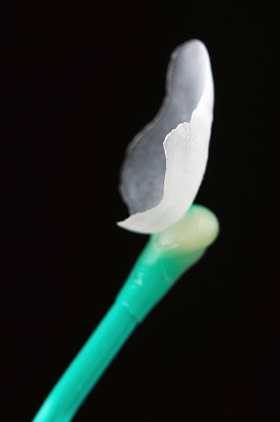 Close-up of a Micro prep less veneer on the tip of a swab stock photo