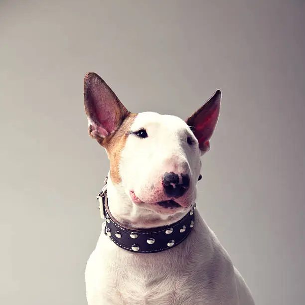 Bull Terrier  https://dl.dropbox.com/u/30171774/Animals.jpg