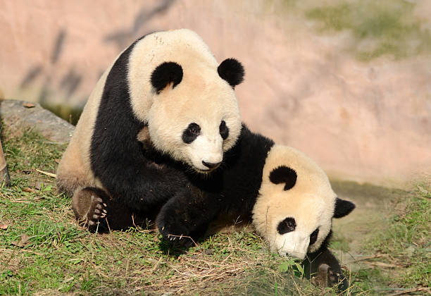 istock Giant Panda Mother & Cub at Play - China 171571178