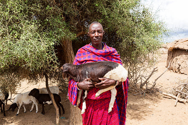 istock Maasai man with sheep in his arms. 171571463