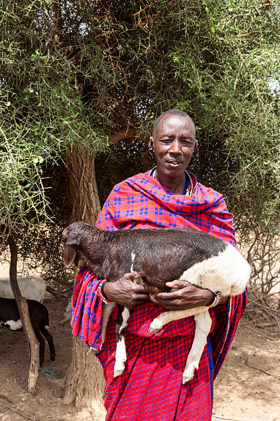 istock Maasai man with sheep in his arms. 171571464