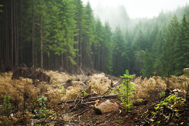 Regrowth in logged area Plants and saplings growing in a previously logged area of a foggy forest in the Cascade Range of Oregon. northwest stock pictures, royalty-free photos & images