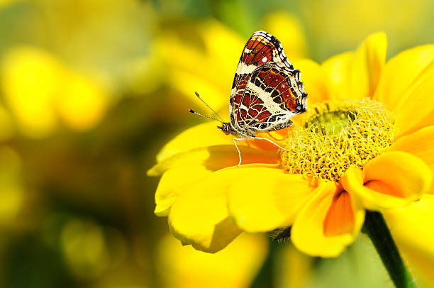 istock Map Butterfly on yellow zinnia - Landkärtchen 171571563