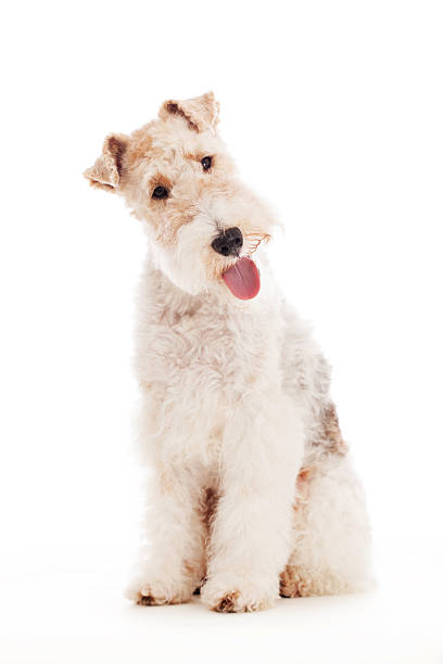 Beautiful Welsh Terrier hunting puppy is having fun outdoors and exploring the world at a little pond.