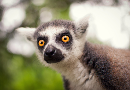 Ring-tailed lemur (Lemur catta) sitting on tree in their natural habitat Madagascar forest.