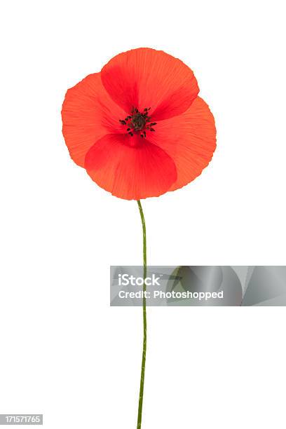 Red Klatschmohn Stockfoto und mehr Bilder von Mohn - Pflanze - Mohn - Pflanze, Freisteller – Neutraler Hintergrund, Kriegsveteranen-Gedenktag