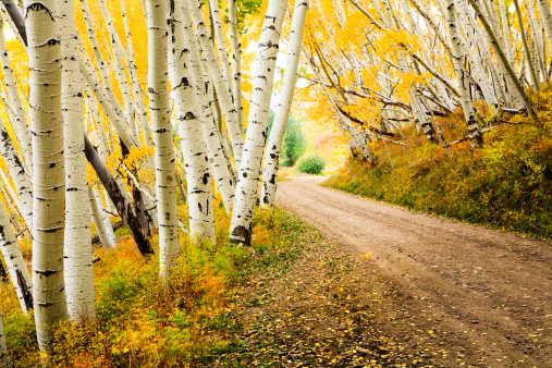 country road through canopy of autumn aspen trees