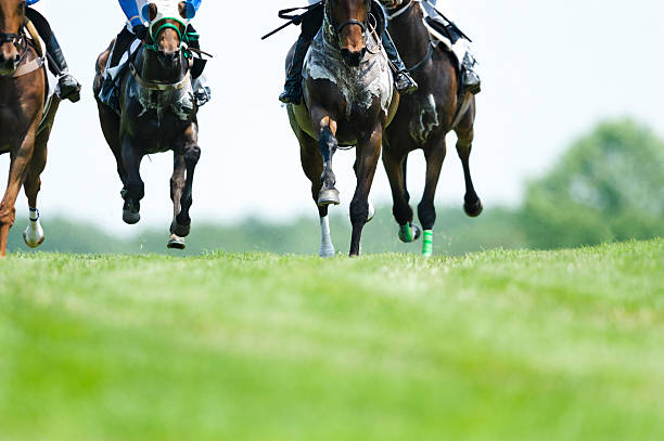 istock Head On Horse Racing on turf - Steeplechase 171571932