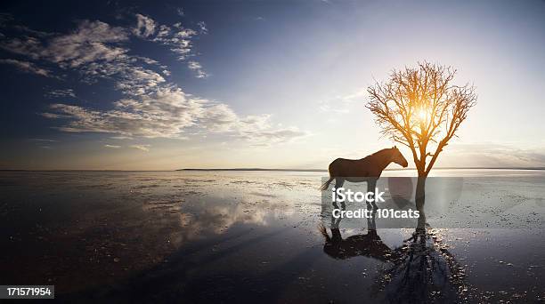 Samotny Horse - zdjęcia stockowe i więcej obrazów Brzeg jeziora - Brzeg jeziora, Chmura, Fotografika