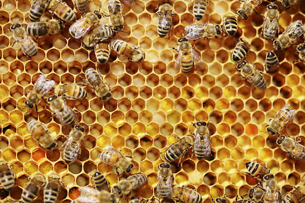 Bees Bees on honeycombs. beehive photos stock pictures, royalty-free photos & images