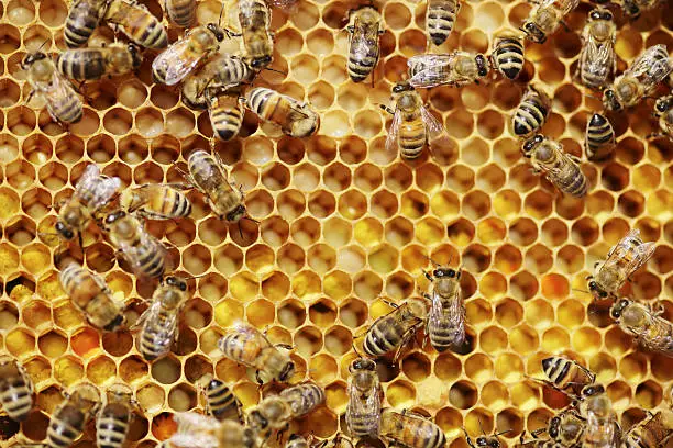 Photo of Bees