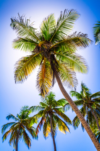 Backlit coconut trees