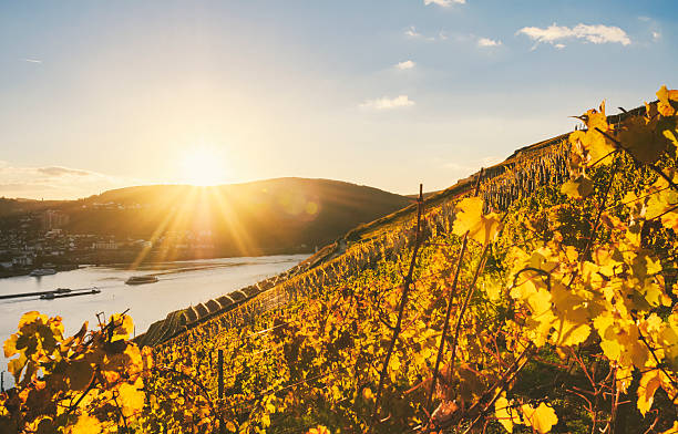 sundown in an autumnal vineyard beside the rhine - rheingau stockfoto's en -beelden