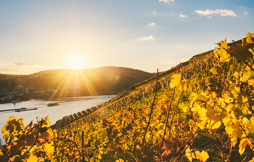 Sundown in an autumnal vineyard beside the Rhine
