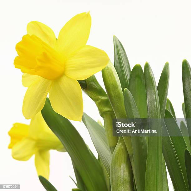 Amarillo Narciso Aislado En Blanco Foto de stock y más banco de imágenes de Amarillo - Color - Amarillo - Color, Cabeza de flor, Cuadrado - Composición