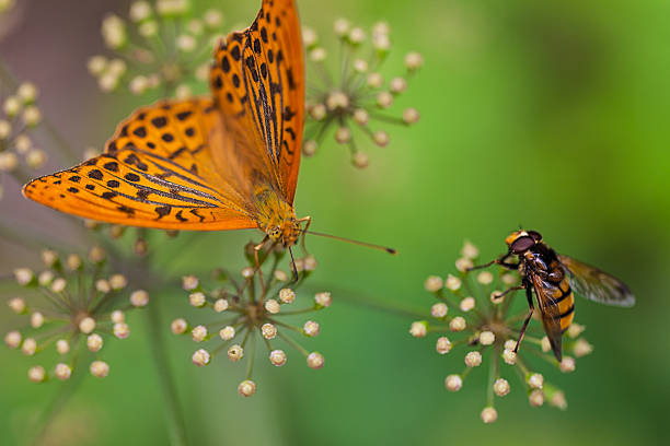 Butterfly And Bee stock photo