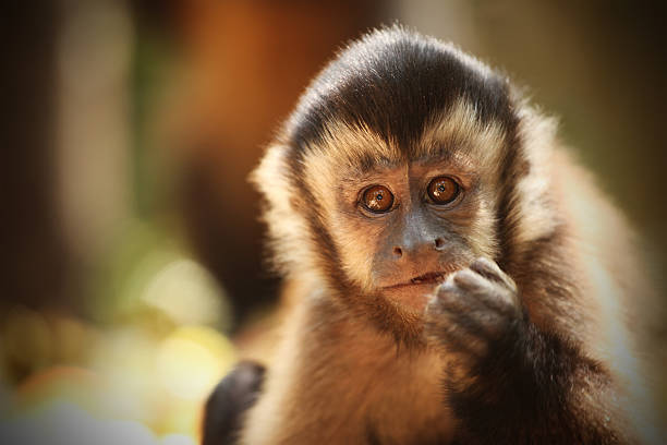 オマキザル（sapajou ),南アフリカ - brown capuchin monkey ストックフォトと画像