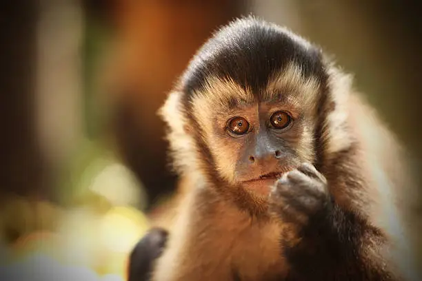 Brown Capuchin Monkey close-up.MORE FROM SOUTH AFRICA :