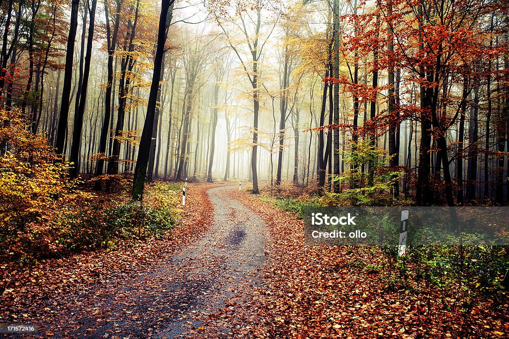 Forest road en la niebla de la mañana de otoño - Foto de stock de Lluvia libre de derechos