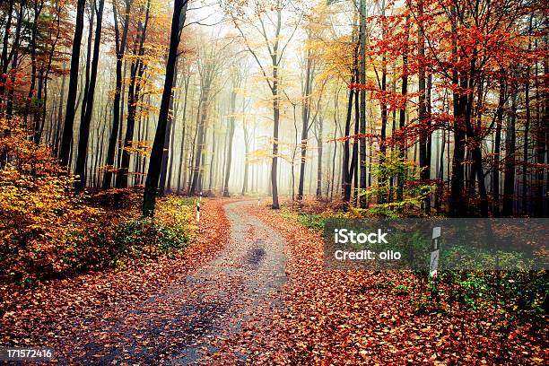 Forest Road En La Niebla De La Mañana De Otoño Foto de stock y más banco de imágenes de Lluvia - Lluvia, Otoño, Aire libre