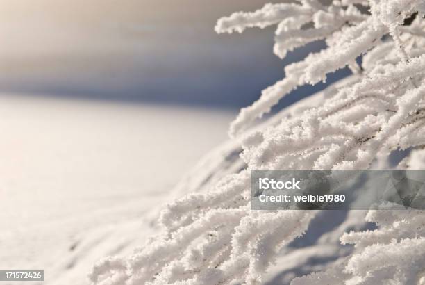 Gefrorene Büschen Nächsten Winter Lake Im Nebel Stockfoto und mehr Bilder von Ast - Pflanzenbestandteil - Ast - Pflanzenbestandteil, Baum, Bildhintergrund