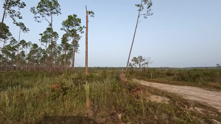 Driver view while driving past extensive thinned pine forest onto cleared area with hurricane Idalia damage at beginning of clip