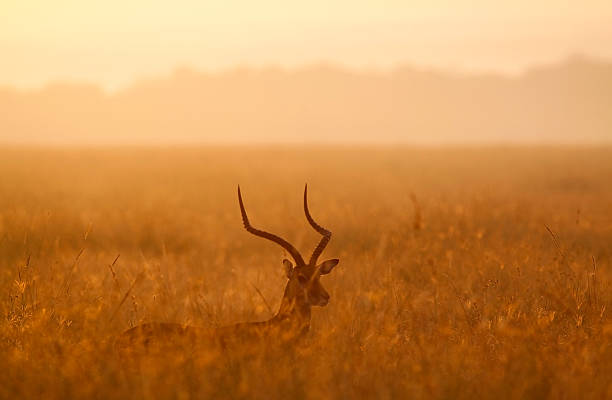 Dawn Impala A beautiful male Impala backlit in morning light in high grass aa Masai Mara, Kenya impala stock pictures, royalty-free photos & images