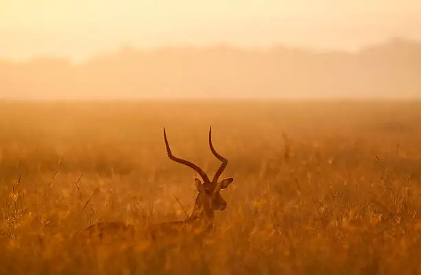 Photo of Dawn Impala