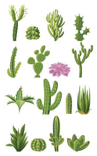 Vector Cactus collection. Green dessert succulent plants.