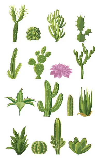 Vector illustration of Cactus collection. Green dessert succulent plants.