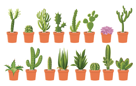 Cactus collection. Green dessert succulent plants. Isolated vector illustration