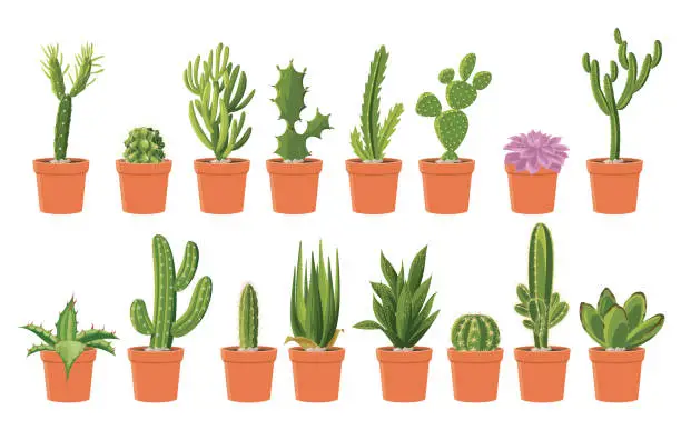 Vector illustration of Cactus collection. Green dessert succulent plants.