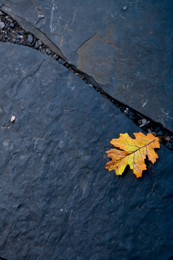 Autumn leaf on slate walking path