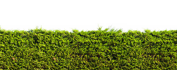 istock Tropical green hedge over wall 171572656