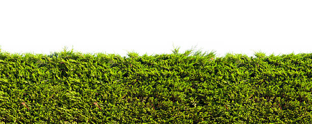 Tropical green hedge over wall Tropical green hedge over wall. Isolated on white hedge stock pictures, royalty-free photos & images